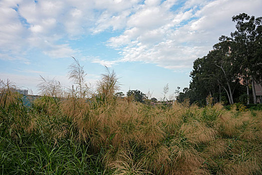 广州天河公园狗尾巴草