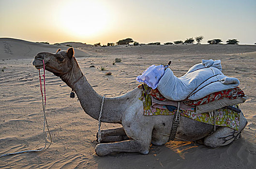 骆驼,休息,沙漠,日落,袋