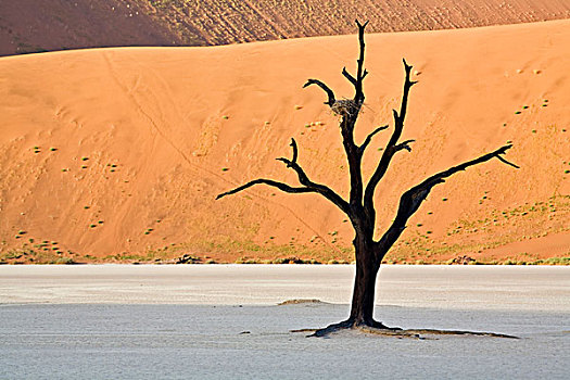枯木,死亡谷,干燥,粘土,纳米布沙漠,纳米比亚,非洲