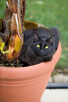 黑猫,坐,陶盆
