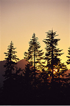 松鸡,山,日落,北温哥华,不列颠哥伦比亚省,加拿大
