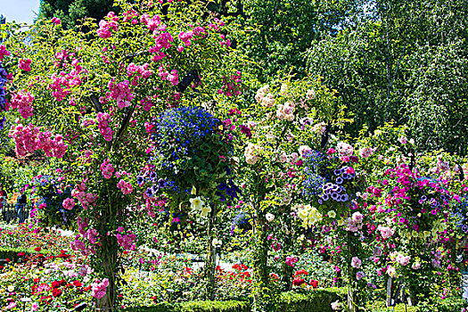 加拿大,不列颠哥伦比亚省,布查特花园,丰富,花,玫瑰园