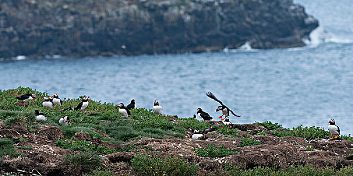 大西洋角嘴海雀,鸟,海岸,小,卡塔琳娜,北方,鸟岛,纽芬兰,拉布拉多犬,加拿大