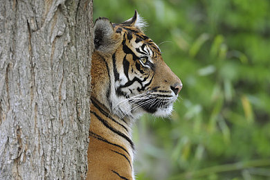 苏门答腊虎图片