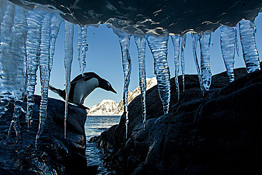 南极,巴布亚企鹅,海岸线,后面,墙壁,冰柱,海峡