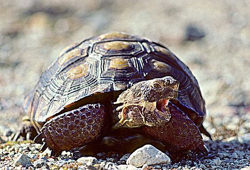 成年,荒芜,龟,觅食,索诺拉沙漠,亚利桑那州南部,美国