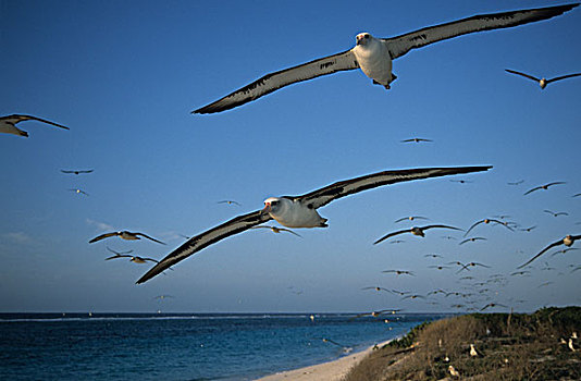 黑背信天翁,群,飞,靠近,生物群,环礁,夏威夷,背风群岛