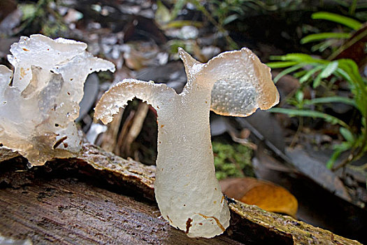 半透明,菌类,巴布亚新几内亚