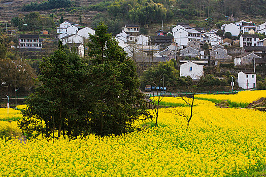 西畈,油菜花,花海,田园,梯田,春光