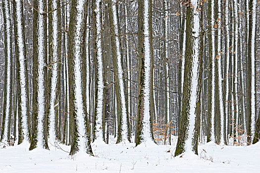 积雪,树干,树林,冬天,弗兰克尼亚,巴伐利亚,德国