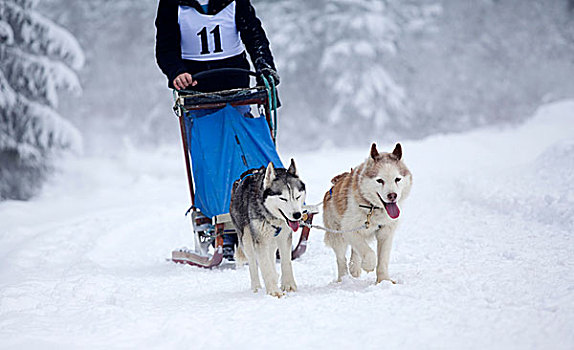 雪橇狗,比赛,西伯利亚,爱斯基摩犬