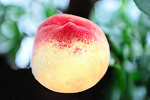 夏天成熟的桃子