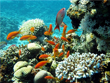 珊瑚礁,异域风情,鱼,仰视,热带,海洋,蓝色背景,水,背景