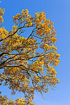 橡树,秋叶
