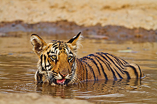 皇家,孟加拉虎,幼兽,饮用水,水坑,虎,自然保护区,印度