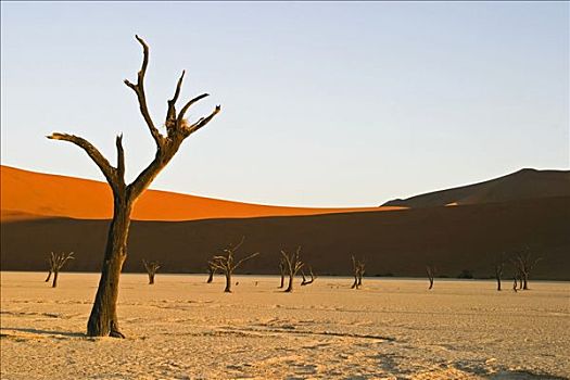 枯木,干枯,粘土,土地,死亡谷,纳米布沙漠,纳米比亚,非洲