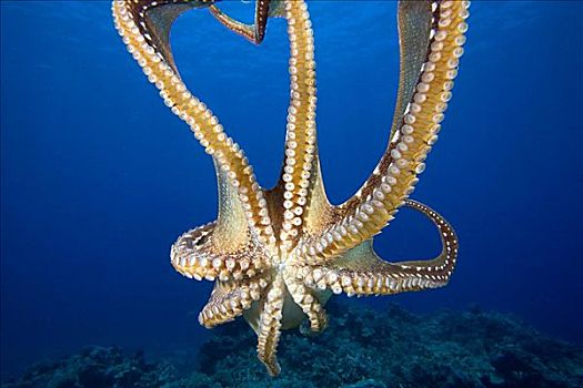 夏威夷,霞水母章鱼,触角,头足纲动物