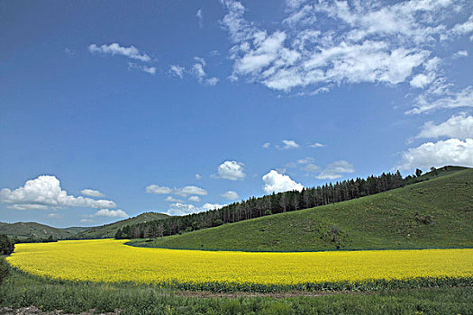 内蒙古呼伦贝尔阿尔山草原上盛开的油菜花
