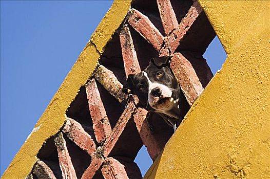 狗,瓜纳华托,墨西哥