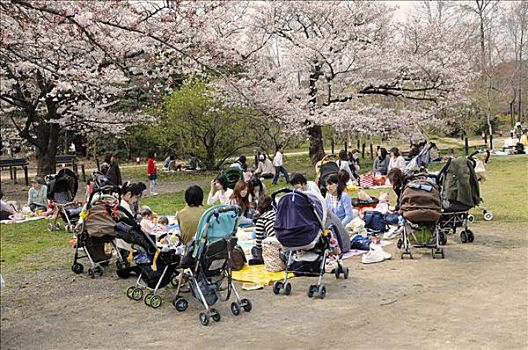 母兽,婴儿车,樱花,植物园,京都,日本,亚洲