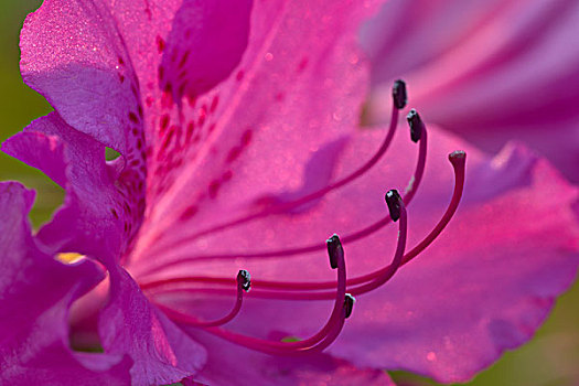 杜鹃花,花