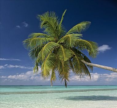 棕榈树,青绿色,水,海滩,马尔代夫,印度洋