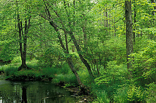 树,树林,溪流,自然,区域,宾夕法尼亚,美国