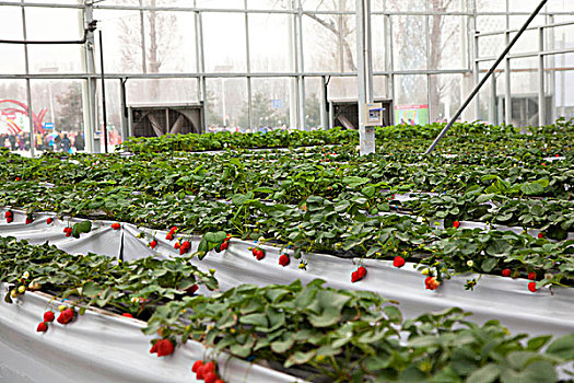 温室大棚种植草莓