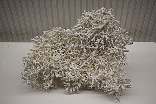 珊瑚,白珊瑚