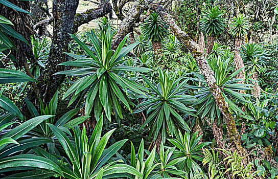巨大,山梗莱属植物,肯尼亚,非洲