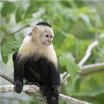 猴子,野生动物,中美洲