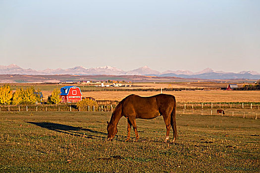褐色,马,放牧,土地,山峦,背景,日出,艾伯塔省,加拿大