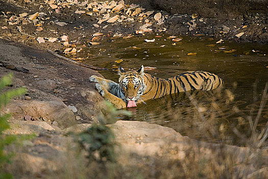 虎,饮用水,水塘