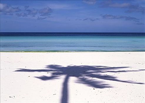 影子,棕榈树,海滩
