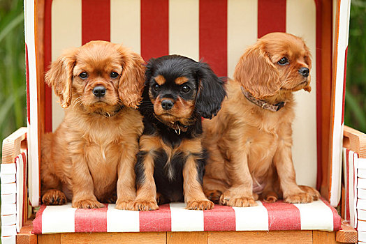查尔斯王犬,三个,小狗,红宝石,9星期大,坐,沙滩椅