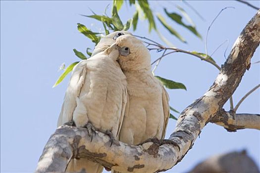 两个,鹦鹉,美冠鹦鹉,波奴鲁鲁国家公园,金伯利,西澳大利亚,澳大利亚