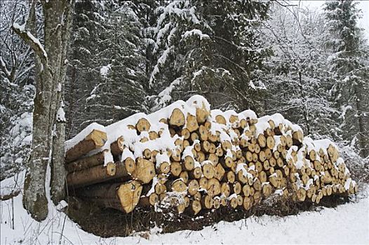 一堆,木头,雪中,遮盖,树林