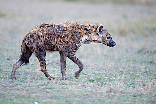斑鬣狗,笑,鬣狗,疲倦,走,马赛马拉国家保护区,肯尼亚,非洲