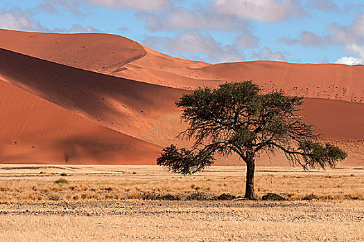 骆驼,刺,树,沙丘,索苏维来地区,纳米布沙漠,纳米比诺克陆夫国家公园,纳米比亚,非洲