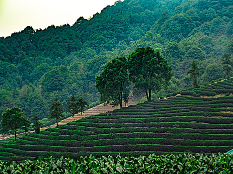 龙坞茶山