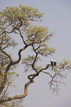 博茨瓦纳,奥卡万戈河,三角洲,吼海雕,栖息,树上