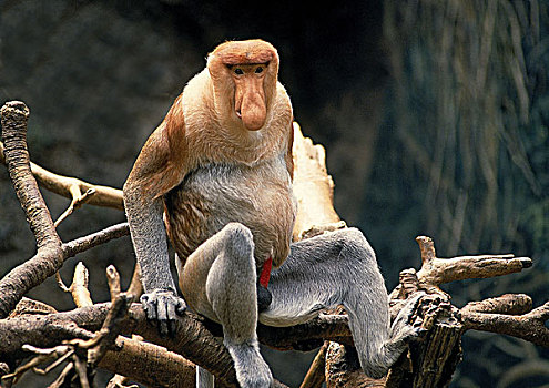 喙,猴子,雄性,坐在树上
