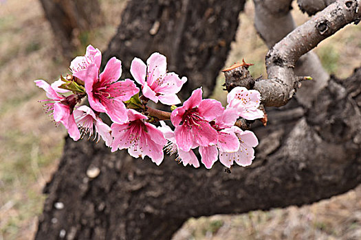 桃花