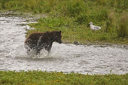 大灰熊,棕熊,猎捕,鱼,溪流,阿拉斯加,美国