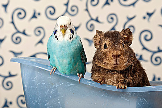 蓝色,虎皮鹦鹉,美国,天竺鼠,迷你,浴缸