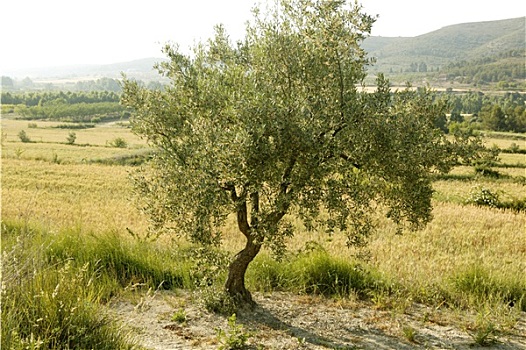 橄榄树,地点,西班牙