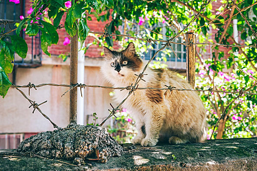 野猫