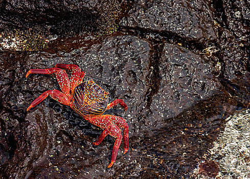 细纹方蟹,方蟹,岩石上,岛屿,加拉帕戈斯,厄瓜多尔,南美