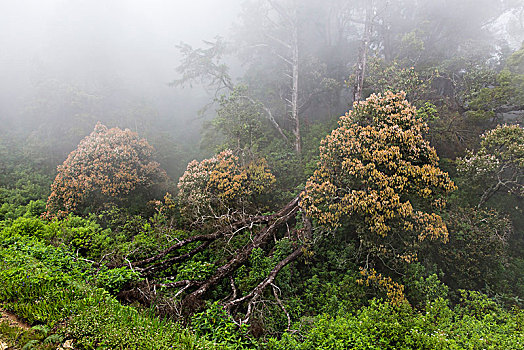 雾气,高处,树林,高地,斯里兰卡