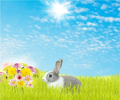 可爱,兔子,漂亮,花,春天,背景